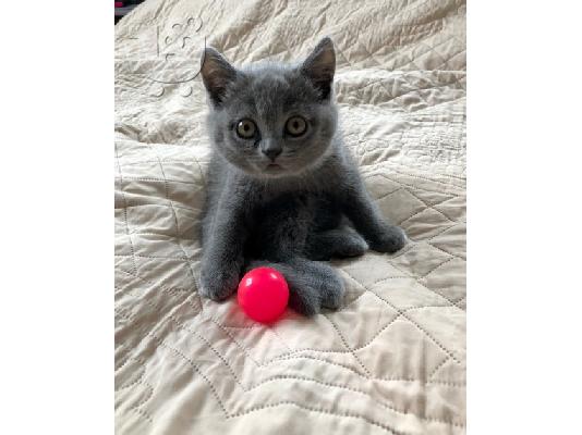 Πωλούνται γάτες και γατάκια Scottish Fold